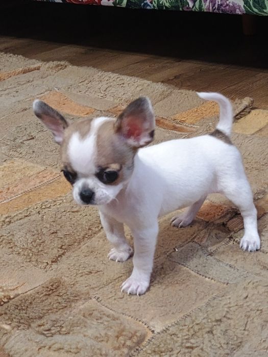Chihuahua XXS suczka