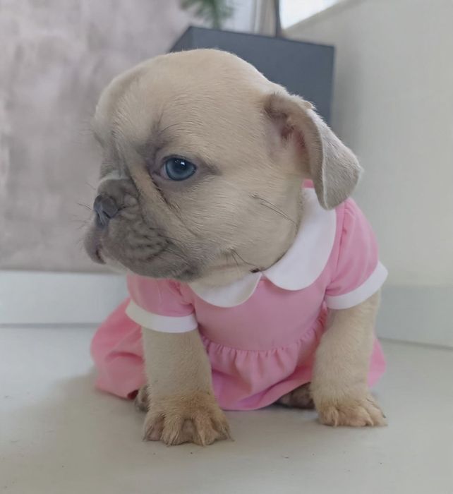 Buldogue Francês menina linda lilac