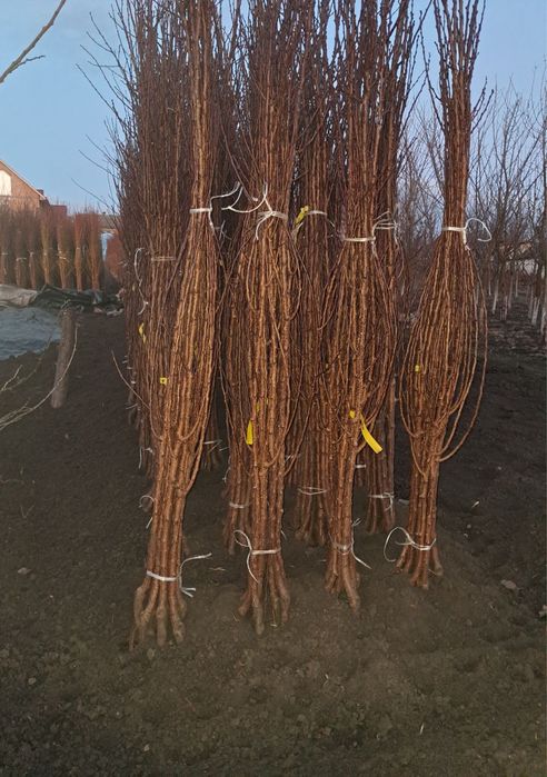 Саджанці плодових дерев / Саженцы плодовых деревьев / ОПТ / Дропшипінг