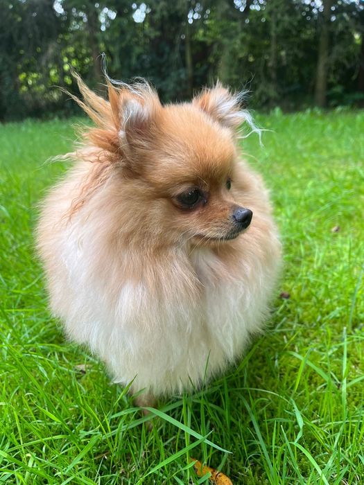 Продається дівчинка померанського шпіца