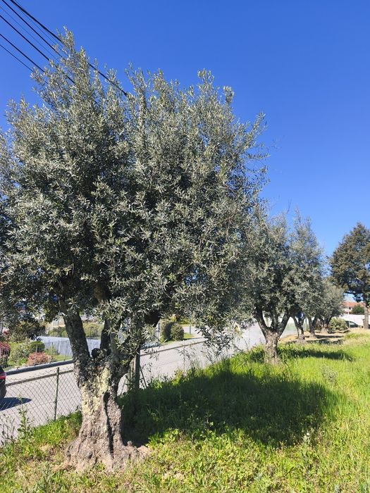 Oliveiras centenárias