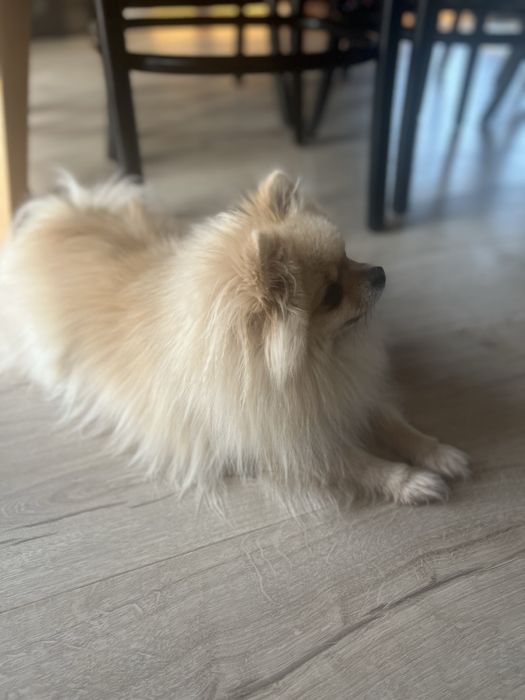 Szukamy kochającego domu dla naszych psiaków. Tylko razem!