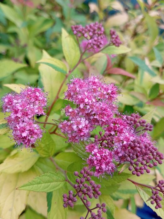 Гортензії, спірея японська