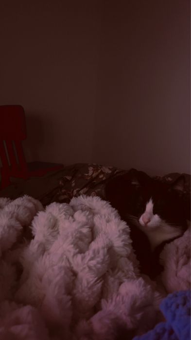 Oddam za darmo kocura