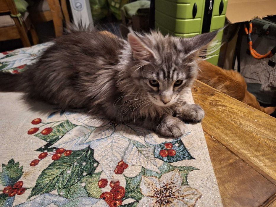 Kotka Maine Conn do kupienia