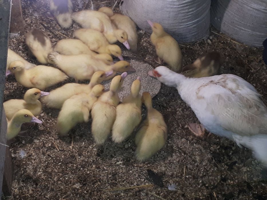 Продам індокаченят