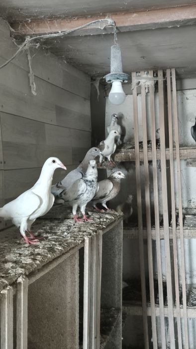 Sprzedam gołębie