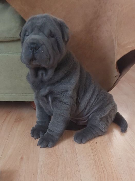 Щенки шарпея голубого и лилового окраса.