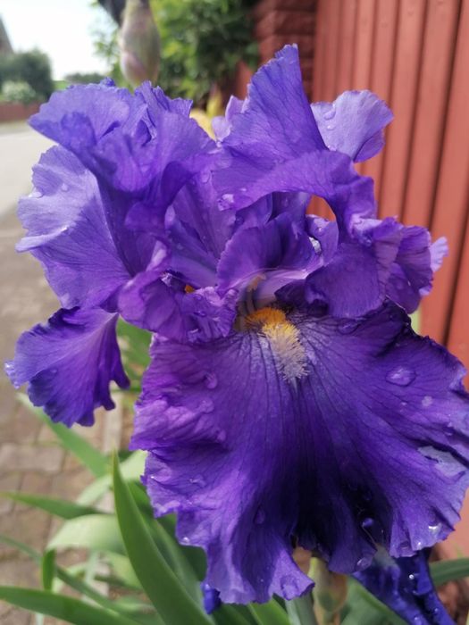 Irys bródkowy piękny wieloletni kwiat