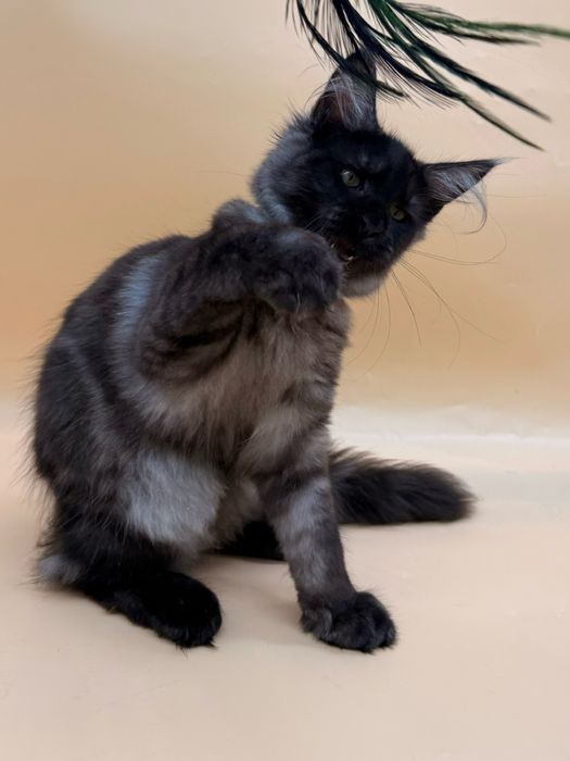 Мейн кун  котенок девочка