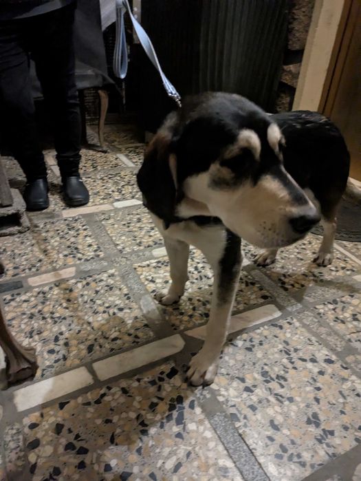 Cachorra jovem para adoção responsável