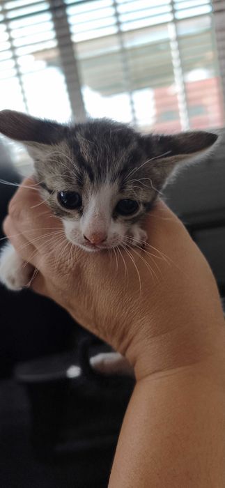 5 gatinhos para dar
