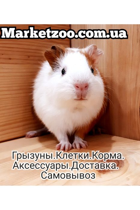 Морские свинки и клетки