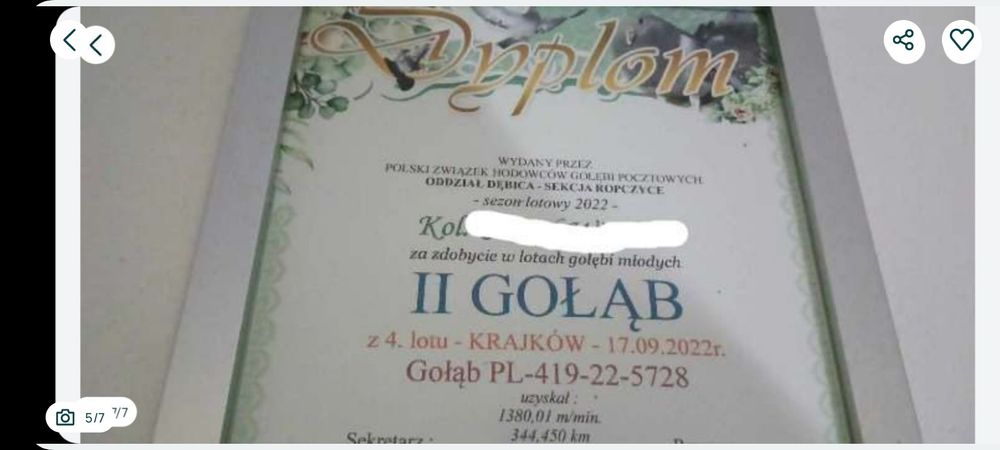 Gołębie pocztowe białe 2026