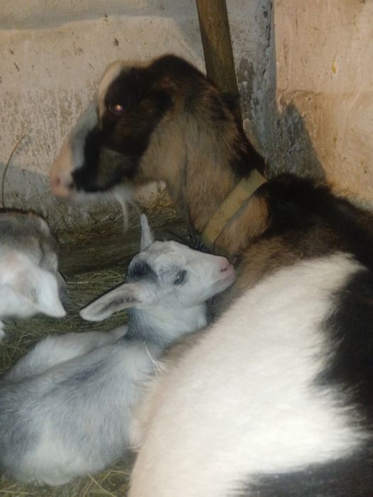 Продам.  Цапи Від Гарнойі кози