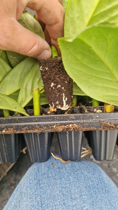 Laurowiśnia Novita Sadzonki