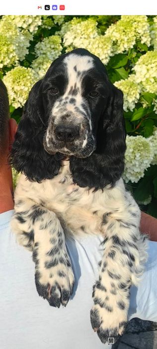 Springer Spaniel Angielski FCI Astrid