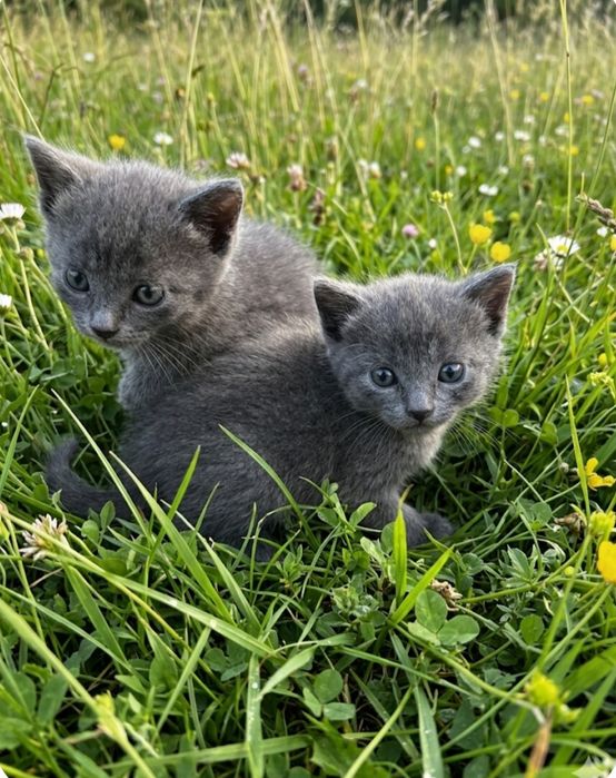 Попельнасте кошеня в добрі руки