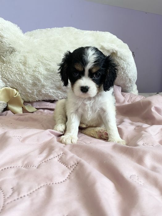 Cavalier dziewczynka tricolor