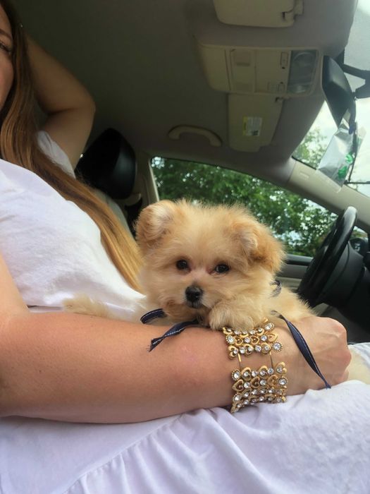 Помапу  краса, ніжність і любов в одному