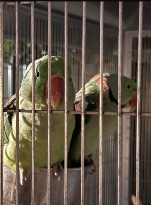 Aves Grandes Alexandrinos