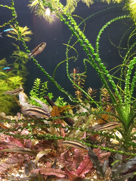 Barwniak Czerwonobrzuchy para z młodymi 8szt