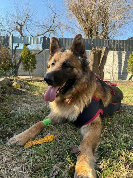 Lunka suczka w typie owczarka niemieciego do adopcji