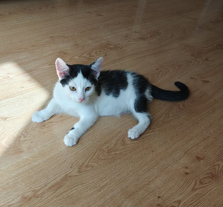 Ten mały przystojniaczek szuka chaty ! Do adopcji od zaraz