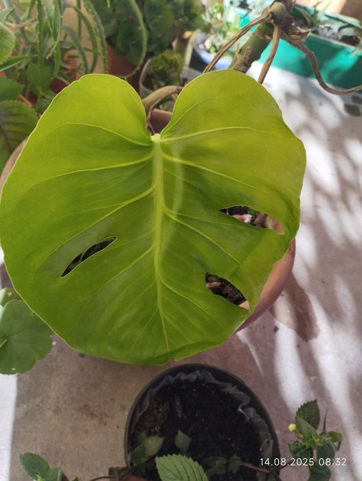 Монстера. Молоді рослини. Продам вкорінені або черенки