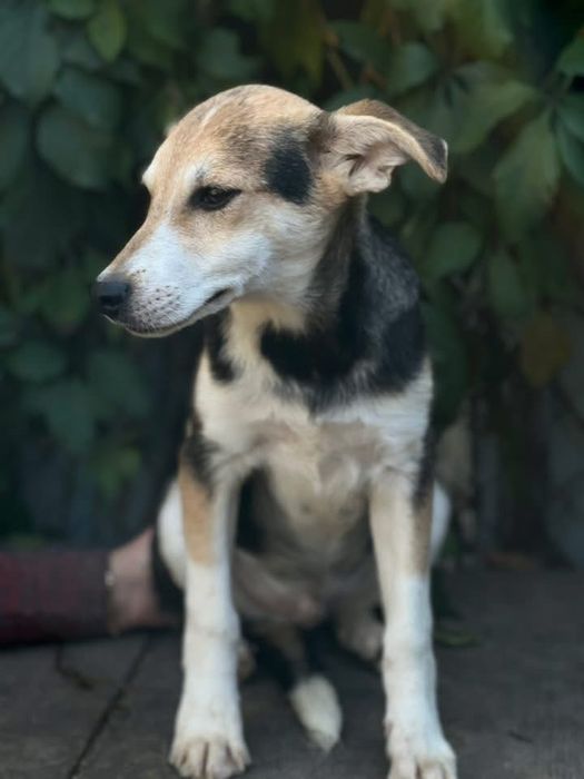 Очень добрый песик 1 год Бобрик