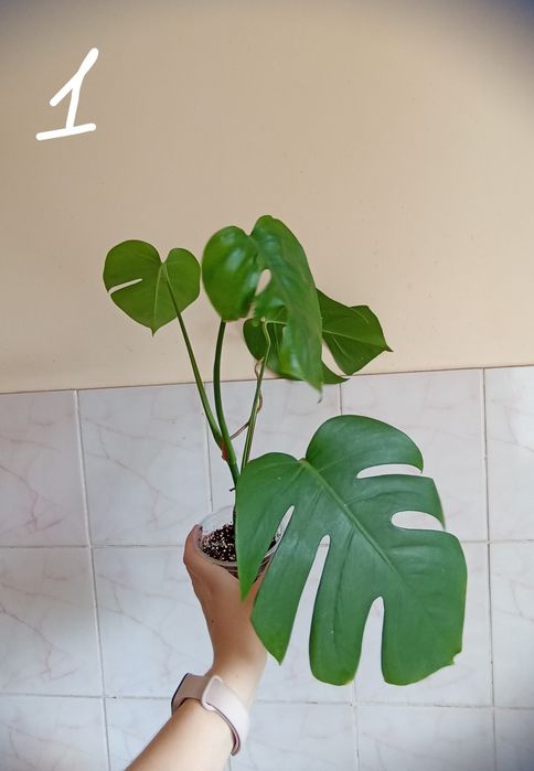 Монстера делікатесна (Monstera deliciosa)