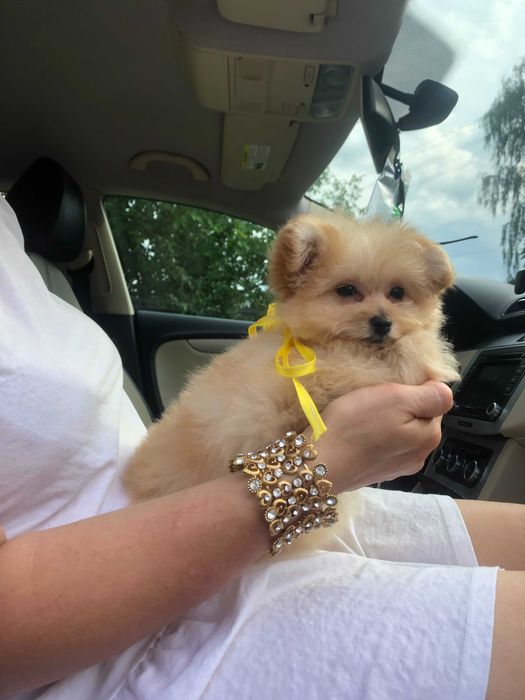 Помапу — 4 пухнасті принцеси шукають новий дім