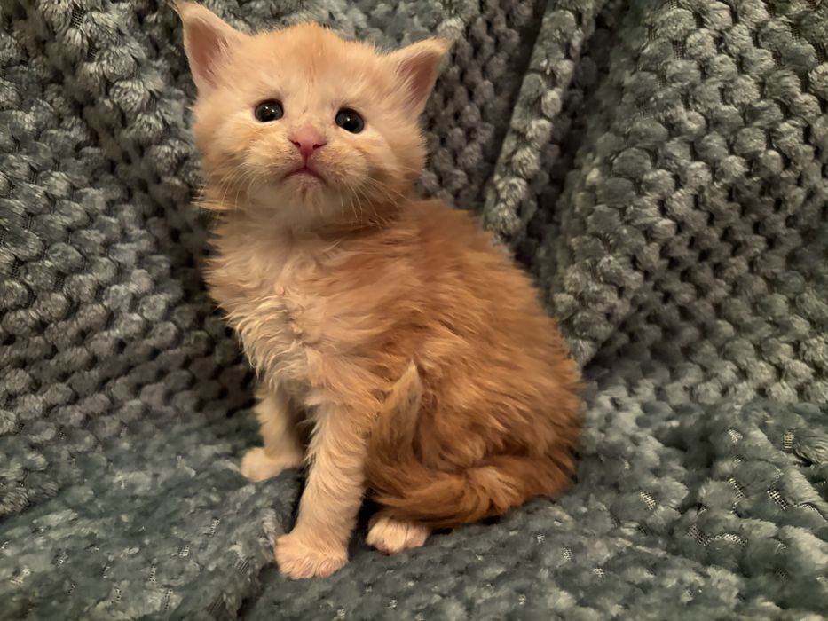 Kocięta Maine coon z rodowodem FPL