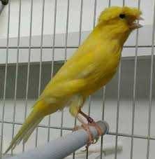 Canários machos lipocromo e poupa alemão amarelos e glosters.