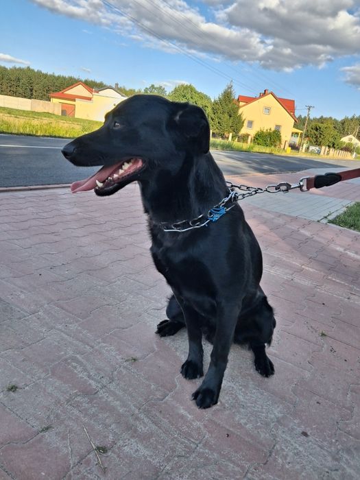 Oddam za darmo młody pies w typie labradora