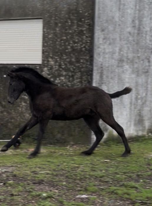 Poldro cruzado lusitano