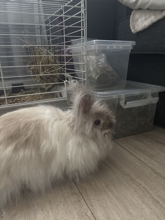 Oddam  za darmo krolika w dobre ręce