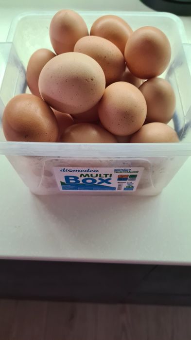 Продам яйце домашне