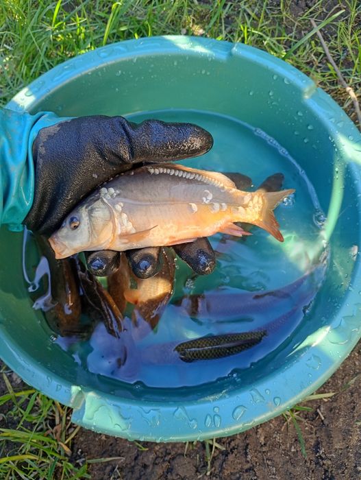 Karp 15cm-35cm. Amur ,Tołpyga , Lin , Karaś złoty.