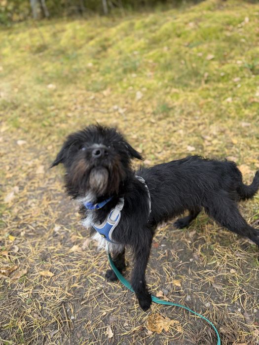 Agrest psiak do adopcji