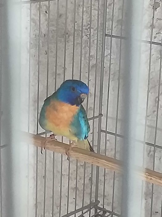 Esplêndidos ( neophema splendida )
