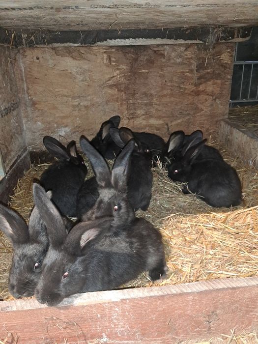 Młode z matką lub za chwilę bez matki