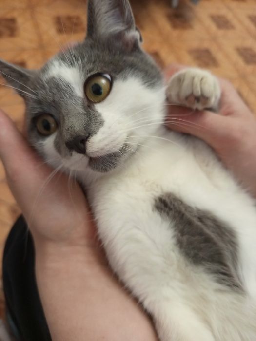 Продаются  котики