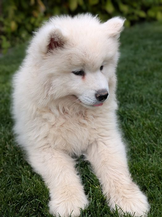 Śliczny Samoyed samiec