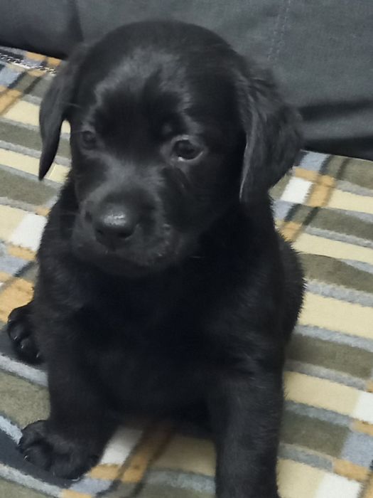 Цуценята лабрадори