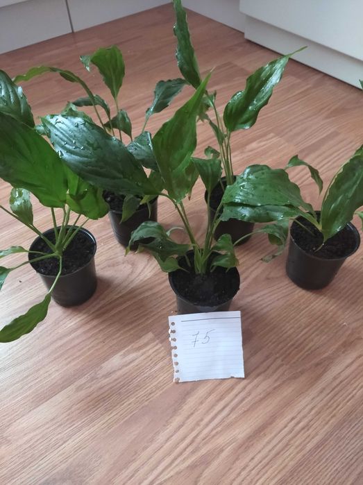 Спатифілум (жіноче щастя)