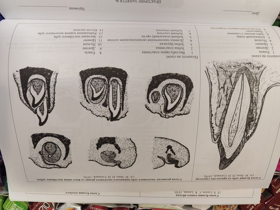 Практикум з гістології, цитології та ембріології. О.М.Гробовий, Ю.Б.Ча