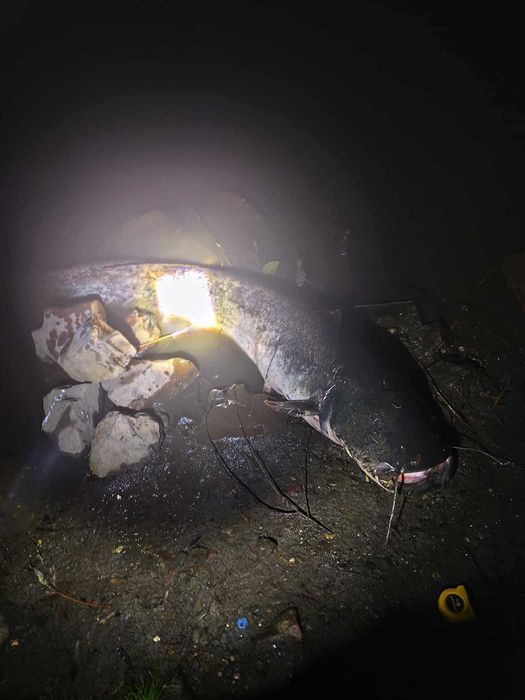 zestaw sumowy 2 kije 240cm 2 kołowrotki