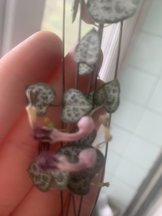 Ампельна Церопегія Вуда