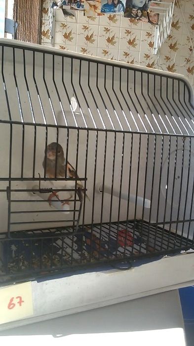 Canários novos e adultos